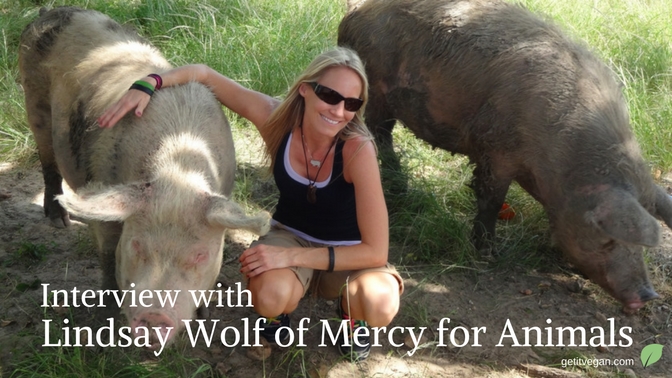 Interview with Lindsay Wolf of Mercy for Animals